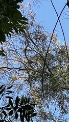 Hypsipetes leucocephalus