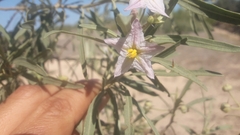 Solanum heinianum