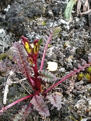 Pedicularis flammea