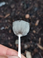 Coprinopsis