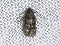 Chrysopeleiinae