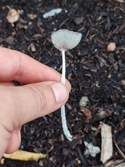 Coprinopsis