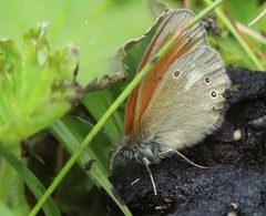 Coenonympha glycerion