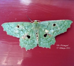 Chlorodontopera discospilata