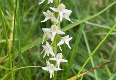 Platanthera dilatata leucostachys