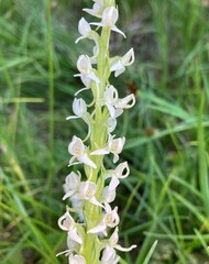 Platanthera dilatata leucostachys
