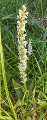 Platanthera dilatata leucostachys
