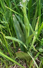 Platanthera dilatata leucostachys