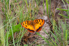 Catacroptera cloanthe