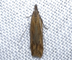 Dichomeris acuminatus