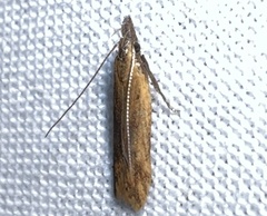 Dichomeris acuminatus