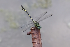 Ictinogomphus pertinax