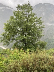 Ulmus wallichiana