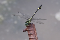 Ictinogomphus pertinax