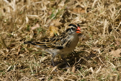 Vidua macroura
