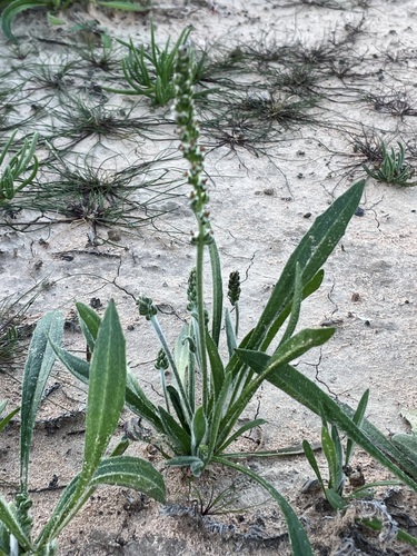 dark sago weed (Plantago drummondii)