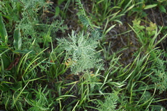 Artemisia gmelinii