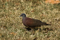 Nesoenas picturatus