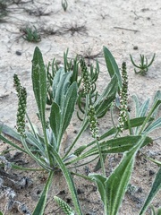 Plantago drummondii