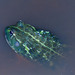 Giant African Bullfrog - Photo (c) Kyle Campbell, some rights reserved (CC BY-NC), uploaded by Kyle Campbell