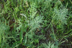 Artemisia gmelinii