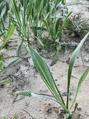 Plantago drummondii