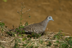 Geopelia striata