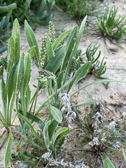 Plantago drummondii