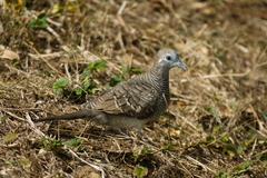 Geopelia striata