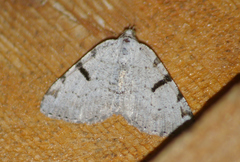 Macaria subcessaria