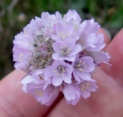 Armeria maritima elongata