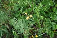 Tephroseris integrifolia