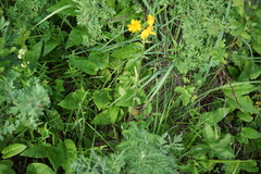 Saussurea controversa