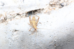 Aphonoides