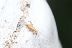 Aphonoides
