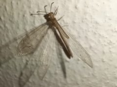 Neuroleon arenarius