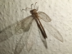 Neuroleon arenarius