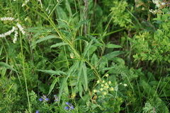Koenigia alpina