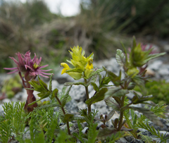 Rhinanthus glacialis