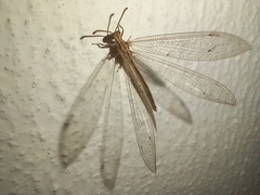 Neuroleon arenarius
