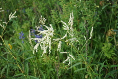 Koenigia alpina