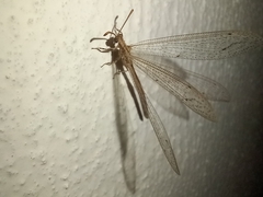 Neuroleon arenarius