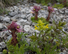 Rhinanthus glacialis