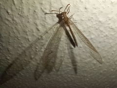 Neuroleon arenarius