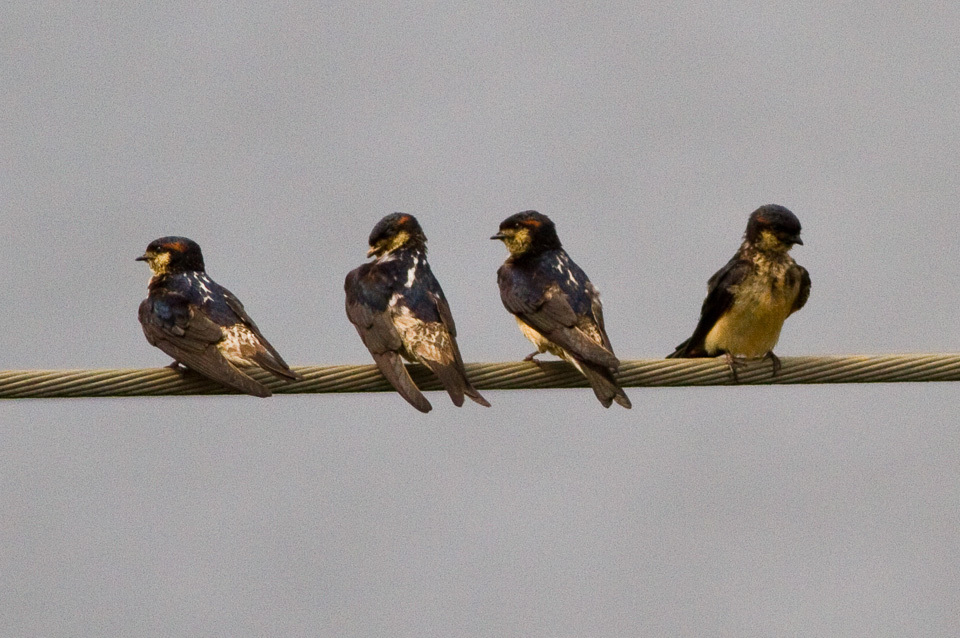 Preuss's Cliff Swallow