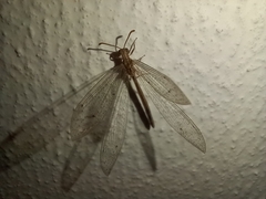 Neuroleon arenarius