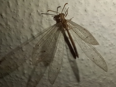 Neuroleon arenarius