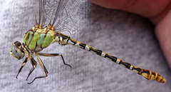 Erpetogomphus heterodon