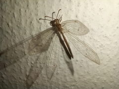 Neuroleon arenarius