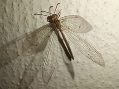 Neuroleon arenarius